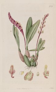 Ilustración de Bulbophyllum falcatum (como sin. Megaclinium falcatum)